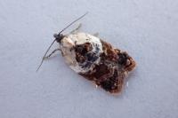 Acleris variegana