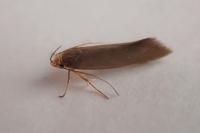 Crassa unitella