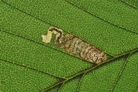 Stigmella viscerella