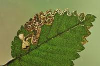 Stigmella ulmivora