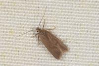 Acompsia cinerella