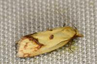 Agapeta hamana