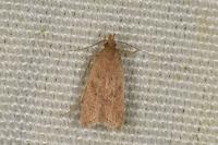 Helcystogramma lutatella