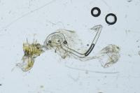 Helcystogramma lutatella