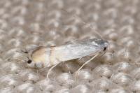 Phyllocnistis labyrinthella