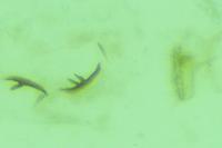 Phyllocnistis labyrinthella
