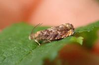 Grapholita janthinana