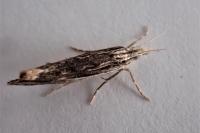 Ypsolopha scabrella