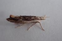 Ypsolopha scabrella