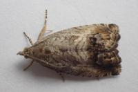 Cydia splendana