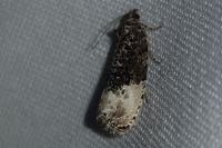 Hedya nubiferana