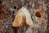 Apoda limacodes