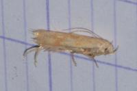 Mompha ochraceella