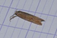 Bactra lancealana