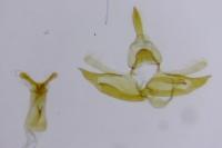 Mompha ochraceella