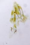 Mompha ochraceella