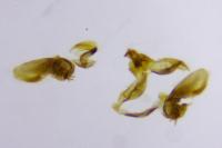 Bactra lancealana