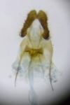 Bactra lancealana