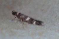 Oegoconia