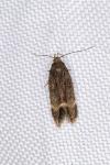 Aproaerema coronillella
