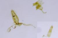 Aproaerema coronillella