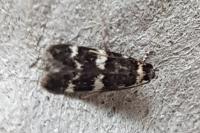 Oegoconia