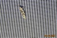 Ypsolopha sequella