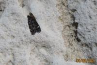 Dichomeris alacella