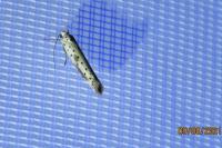 Yponomeuta irrorella