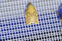 Carcina quercana
