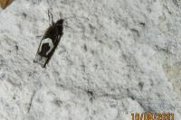 Epiblema foenella