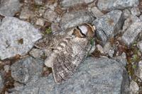 Cossus cossus