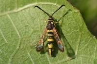 Synanthedon theryi