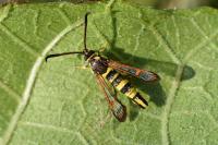 Synanthedon theryi
