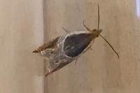 Ancylis unculana