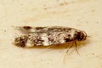 Oegoconia