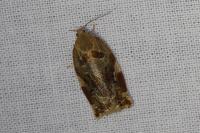 Archips xylosteana