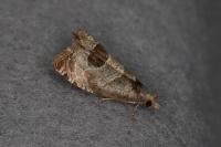 Notocelia uddmanniana