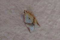 Clepsis consimilana