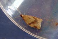 Clepsis consimilana