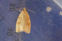 Aleimma loeflingiana