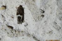 Epiblema foenella