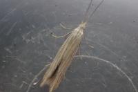 Coleophora trochilella
