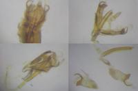 Coleophora trochilella