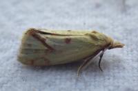 Agapeta hamana