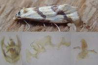 Aethes bilbaensis