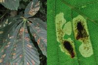 Cameraria ohridella