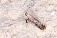 Parornix devoniella