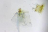 Parornix devoniella