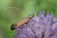Nemophora metallica